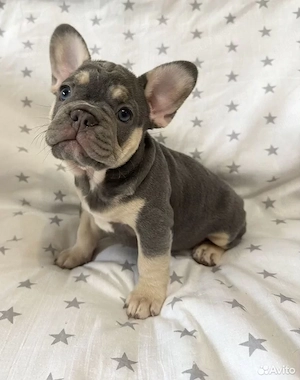 Französischer Bulldoggenwelpe