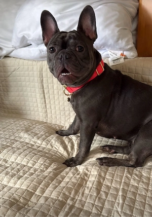 Französiche Bulldogge Hündin 