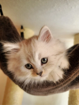 6 Wunderschöne BLH Kitten in liebevolle Hände abzugeben