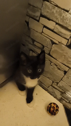 Kitten zu verkaufen