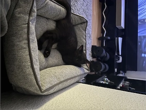    Süße schwarze Katzen-Dame sucht liebevolles Zuhause
