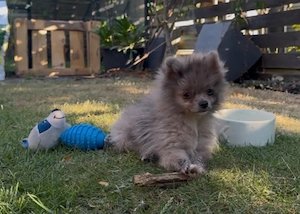 Pomeranian Zwergspitz Welpen Teddy-Gesichter 