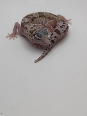 Eublepharis macularius - Leopardgecko 0.1