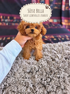 Maltipoo-Welpe Bella sucht ein liebevolles Zuhause   Wichtige Infos im Text