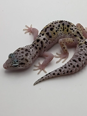Eublepharis macularius - Leopardgecko 0.1
