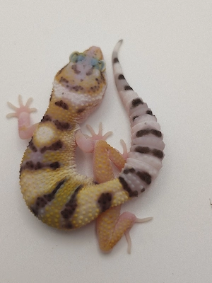 Eublepharis macularius - Leopardgecko