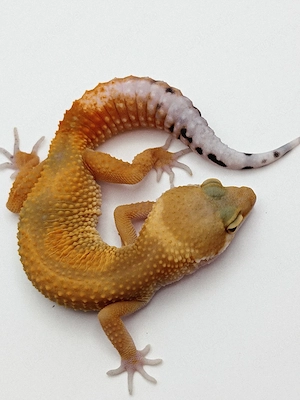 Eublepharis macularius -Leopardgecko 