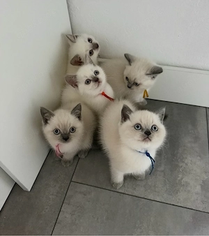 BKH Kitten abgabebereit