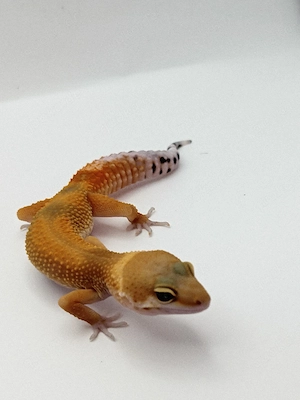 Eublepharis macularius -Leopardgecko (reserviert) Bild 3