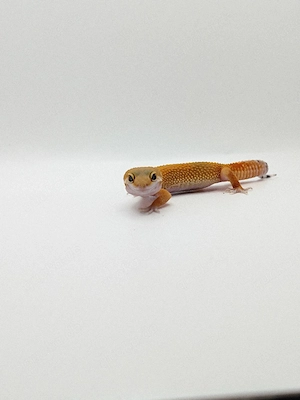 Eublepharis macularius -Leopardgecko (reserviert) Bild 2
