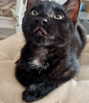 Katzenbaby weiblich, 12 Wochen alt