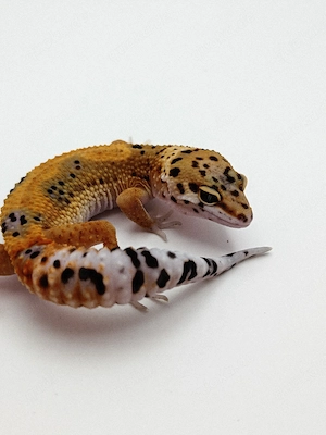Eublepharis macularius - Leopardgecko