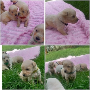 Goldenretriver Welpen 