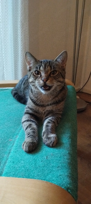 Filou sucht ein Zuhause 