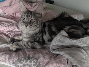 Maine Coon Reinrassig 