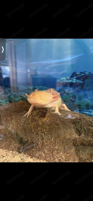 Axolotls mit Aquarium 