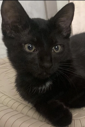 Schwarze Main coon mix kitten mänlich in Ulm 