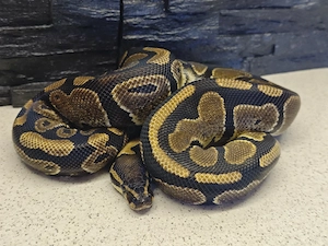1.0 Copper Het pied 