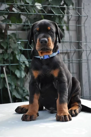 Dobermann (3 Monate)