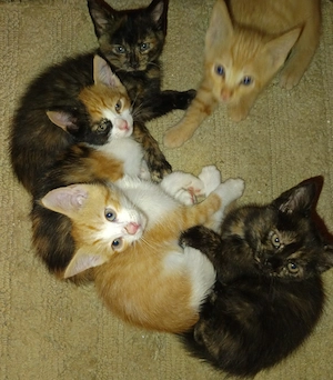 Baby Katzen abzugeben 