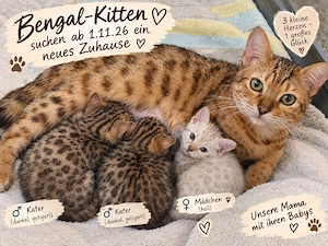 Bengalkitten 