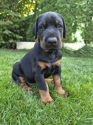 Dobermann (3 Monate)