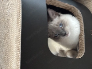 Ragdoll Kater zum abgeben 