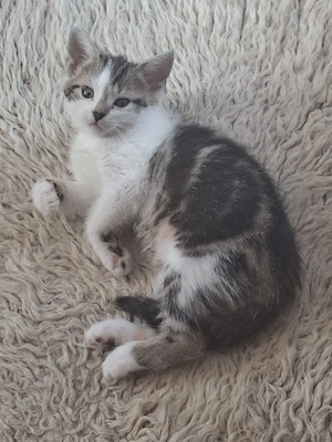 Ein kleines Weibchen und ein Bube 