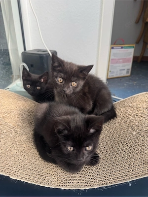 Wunderschöne Katzenbabys suchen ein liebevolles neues Zuhause 