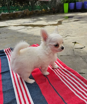 kleine Chihuahua-Mädchen suchen ihr liebevolles Für-immer-Zuhause!   