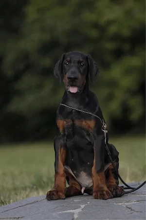 Dobermannn