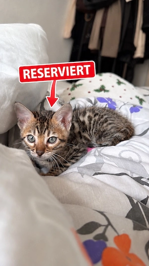Bengal-Kitten suchen bald ihr neues Zuhause