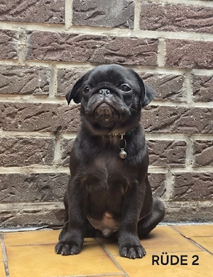Nur noch 1  Rüde da Heute 2.Impfung bekommen    Wir können ausziehen  Zuckersüße Retro Mops Welpe