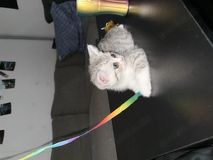 2 Britisch Kurzhaar Kitten