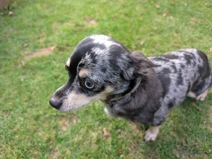 Chihuahua (Mix) abzugeben