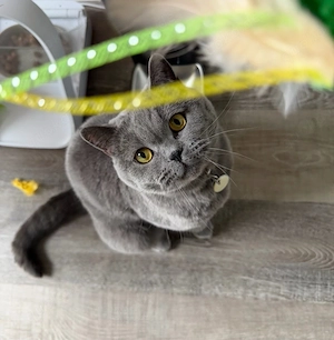 Traumhafter BKH Kater sucht neues Zuhause