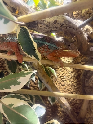 Pantherchamäleon mit Terrarium 