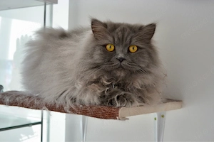 Traumhafter BLH Kater abzugeben