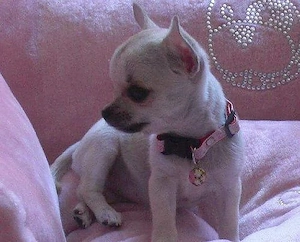 Kleine Pfötchen, große Liebe   bezaubernde Chihuahua-Mädchen suchen ihr Für-immer-Zuhause! 