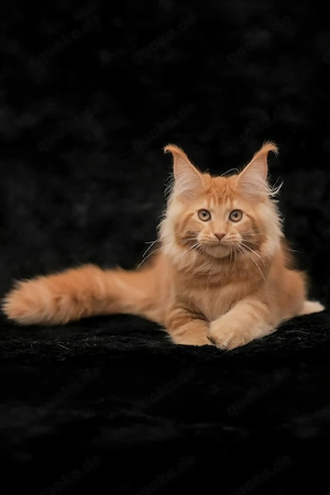 Sanftmütig, liebevoll und voller Persönlichkeit   dieser kleine Schatz ist bereit, der perfekten Fam