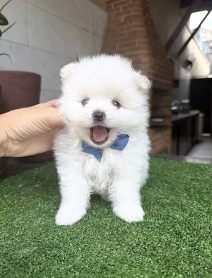 Zuckersüsse Pomeranian (Zwergspitz) Welpen!!