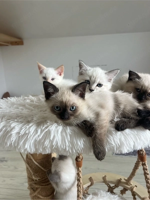 Neva Masquarade Sibirische Katze 