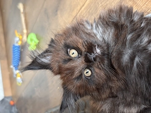 Maine Coon kitten Kater 