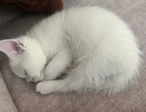 Weiße British Shorthair Jungkatze sucht liebevolles Zuhause 