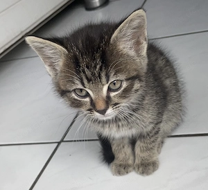Kitten abzugeben in gute Hände 