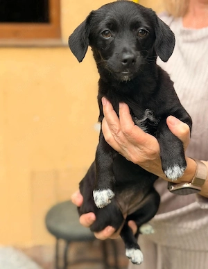 Kleine Elsa sucht liebevolle Familie 