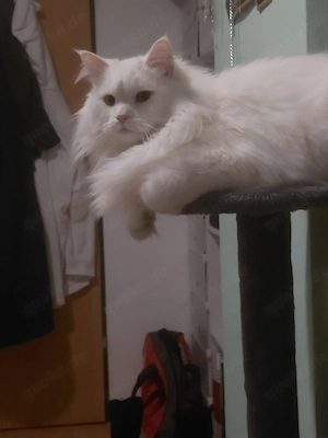 Zwei Kater suchen dringend gemeinsam ein Zuhause 