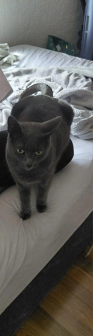 Zwei Kater suchen dringend gemeinsam ein Zuhause 