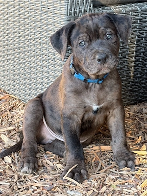 rottweiler mix welpen abgabebereit