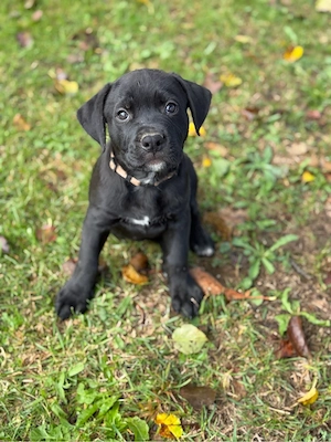 rottweiler mix welpen abgabebereit